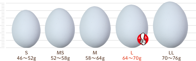 鶏卵別サイズ比較：卵の大きさと種類