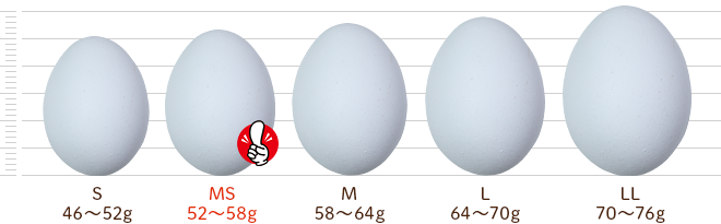 鶏卵別サイズ比較：卵の大きさと種類