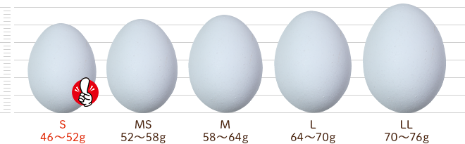 鶏卵別サイズ比較：卵の大きさと種類