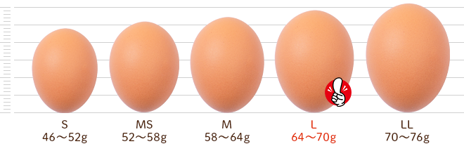 鶏卵別サイズ比較：卵の大きさと種類