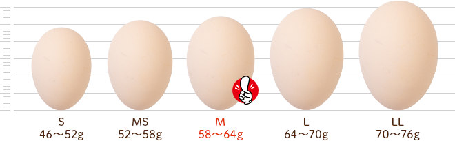 鶏卵別サイズ比較：卵の大きさと種類
