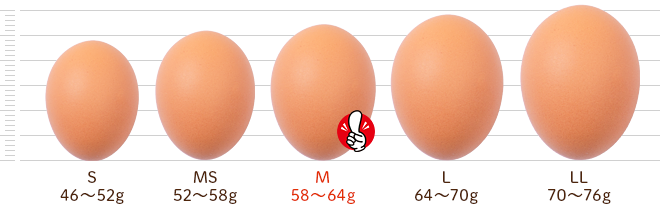 鶏卵別サイズ比較：卵の大きさと種類