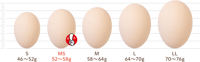 鶏卵別サイズ比較：卵の大きさと種類