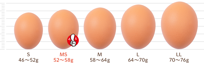 鶏卵別サイズ比較：卵の大きさと種類