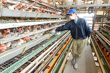 当社直営の養鶏場
